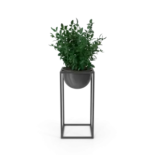 House Showpiece Plant