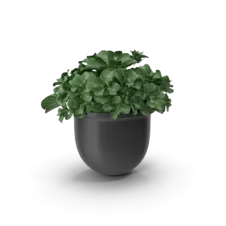 Plant Pot